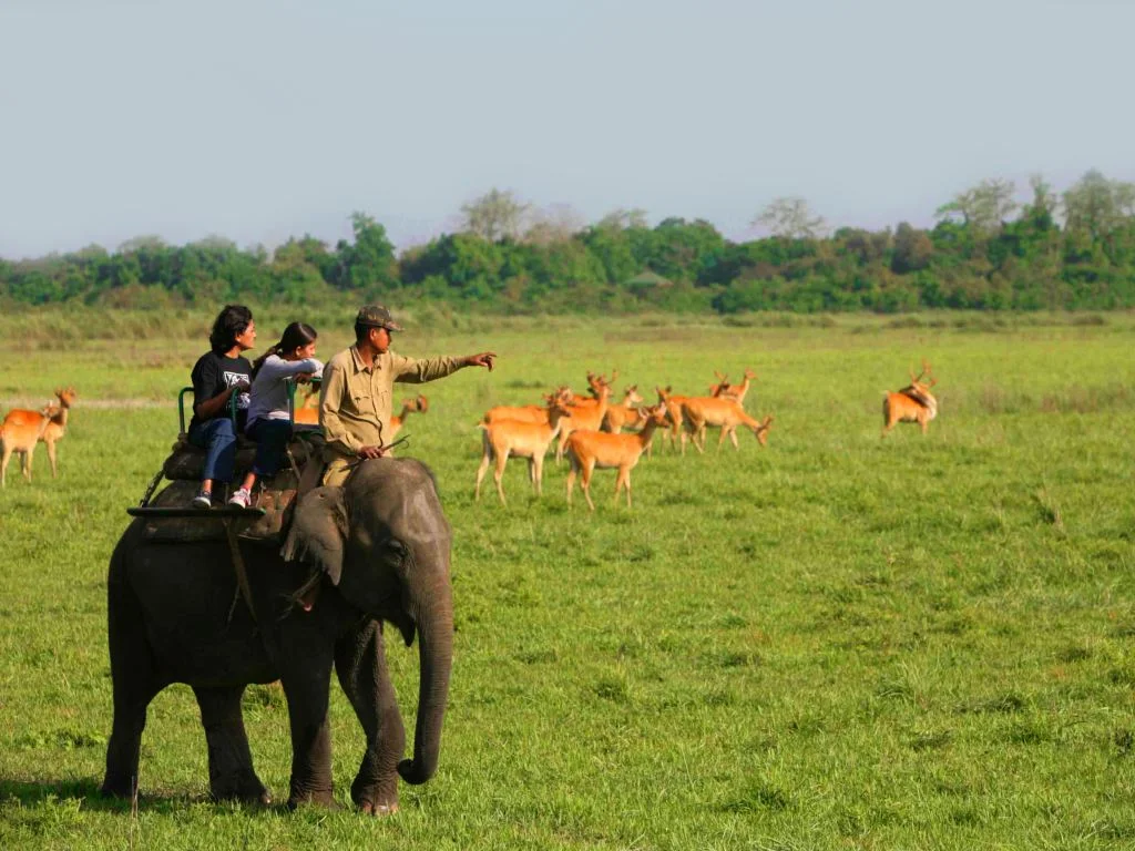 Kaziranga Wildlife Safari - One Horned Rhino
